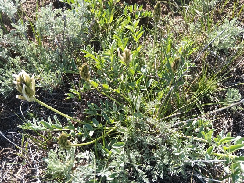 Astragalus physocarpus photo 3
