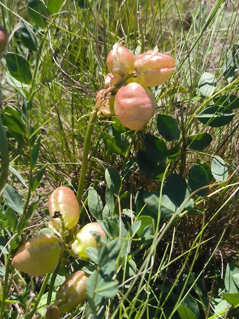 Astragalus physocarpus photo 4