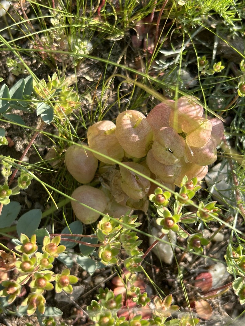 Astragalus physocarpus photo 5
