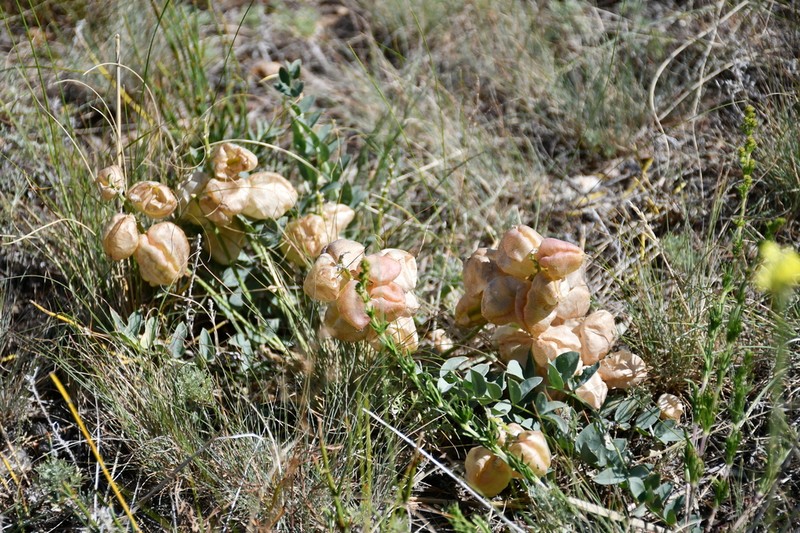 Astragalus physocarpus photo 6