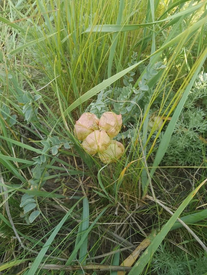 Astragalus physocarpus photo 7