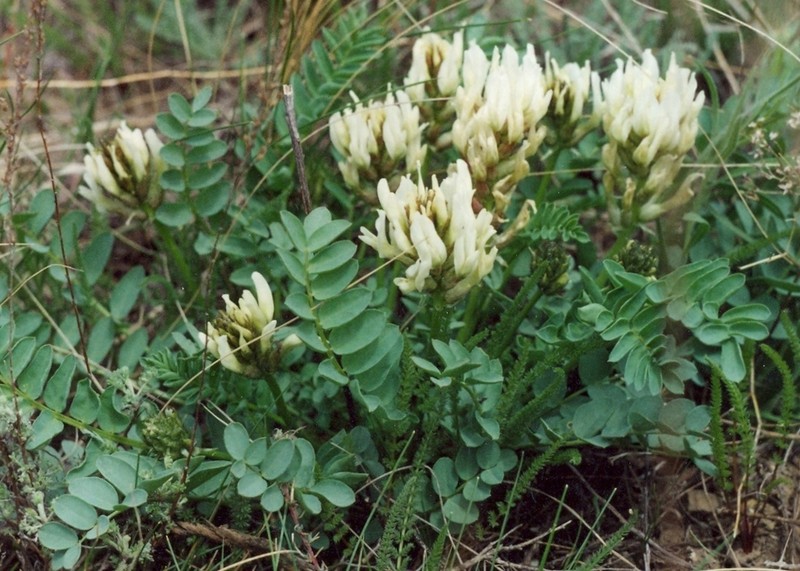Astragalus physocarpus photo 8
