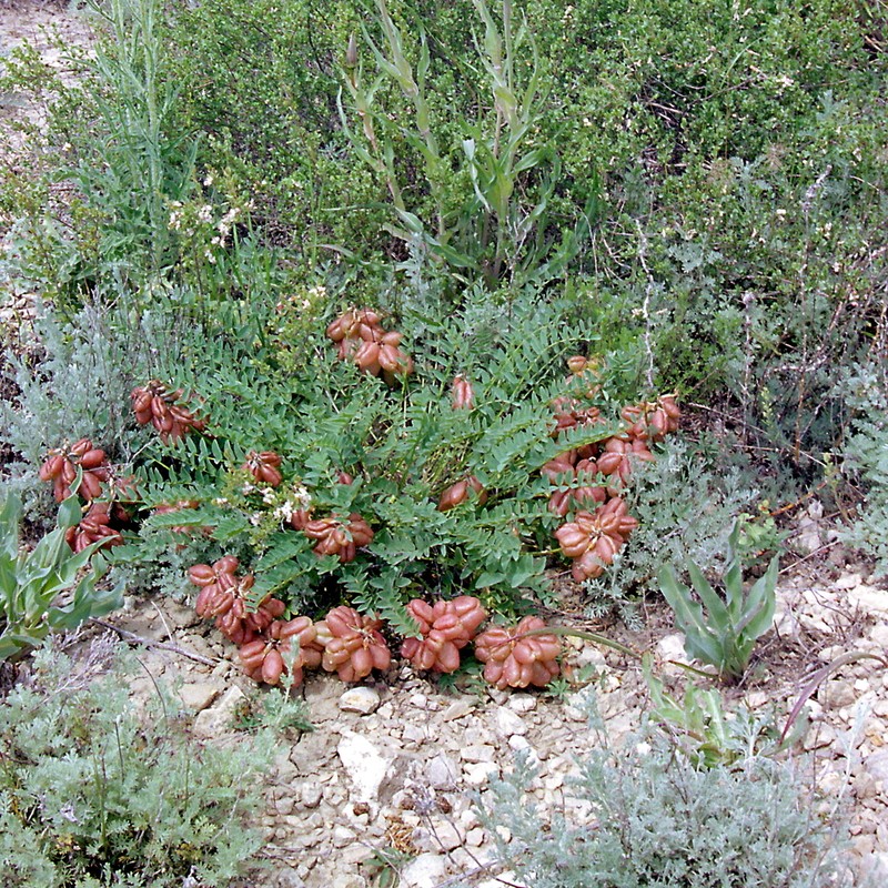 Astragalus suprapilosus