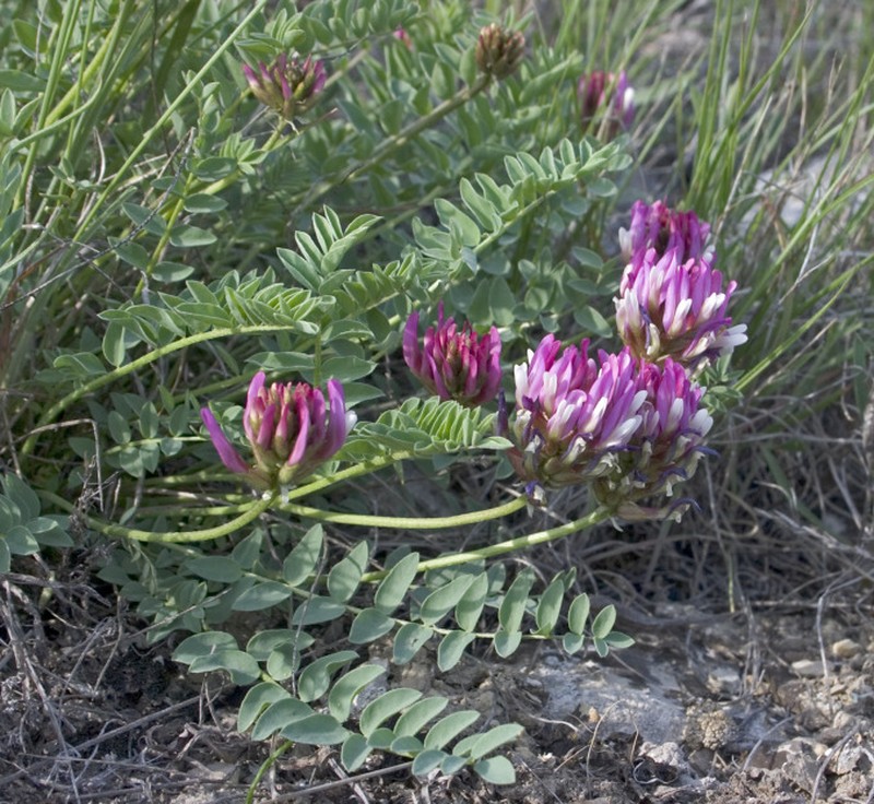 Astragalus suprapilosus photo 2