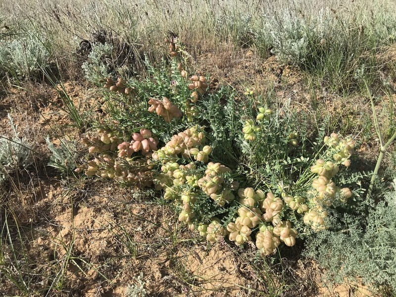 Astragalus suprapilosus photo 3