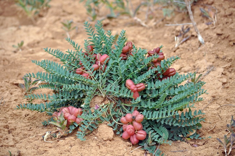 Astragalus suprapilosus photo 4