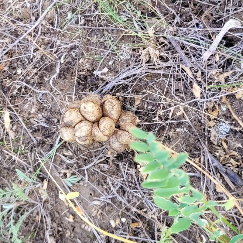 Astragalus suprapilosus photo 5