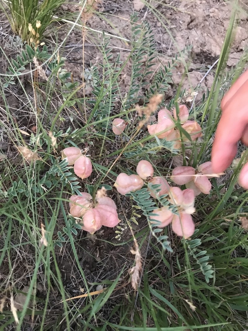 Astragalus suprapilosus photo 6