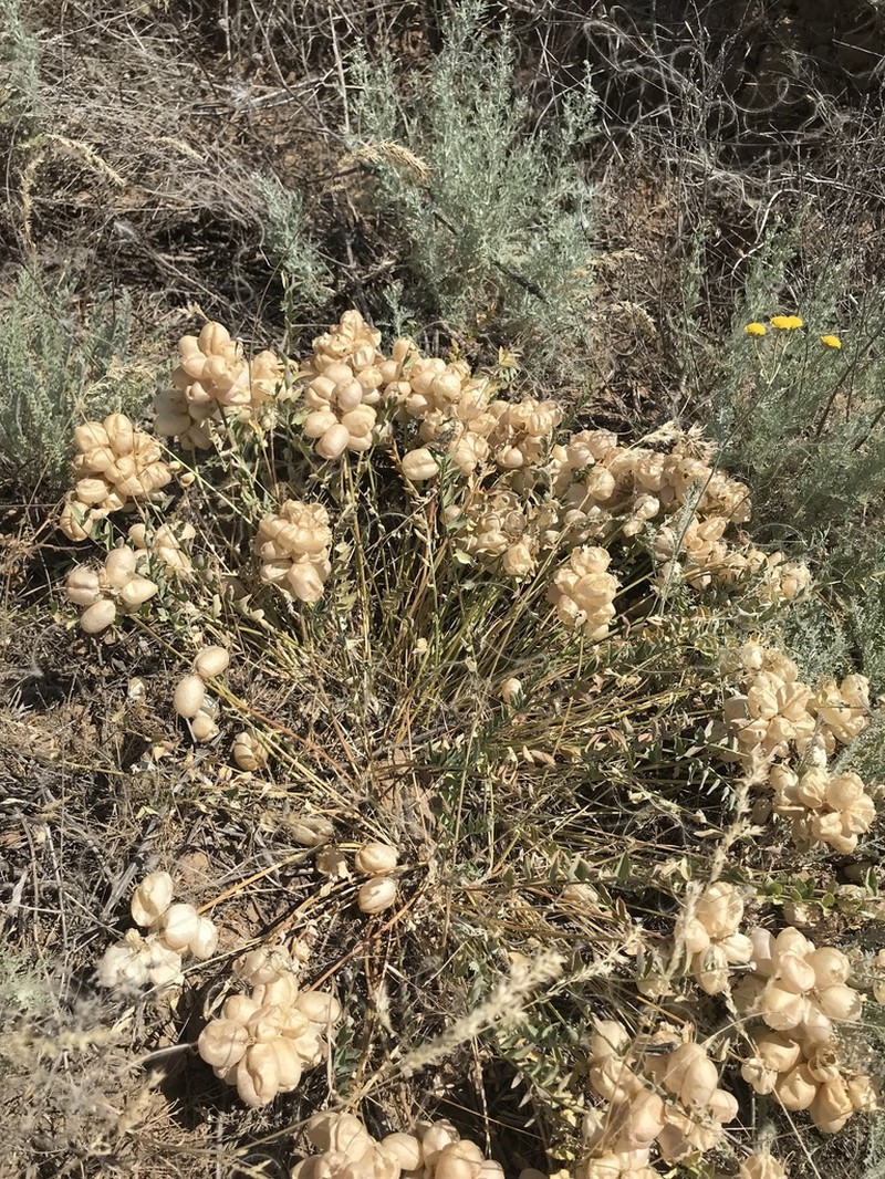 Astragalus suprapilosus photo 7