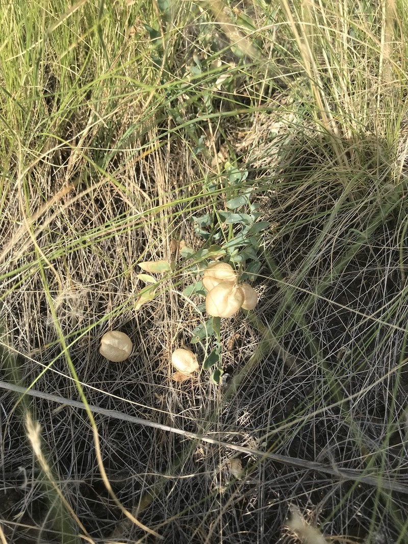 Astragalus suprapilosus photo 8