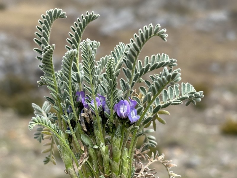 Astragalus pickeringii