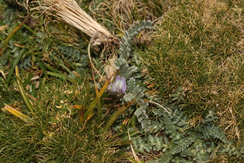 Astragalus pickeringii photo 2