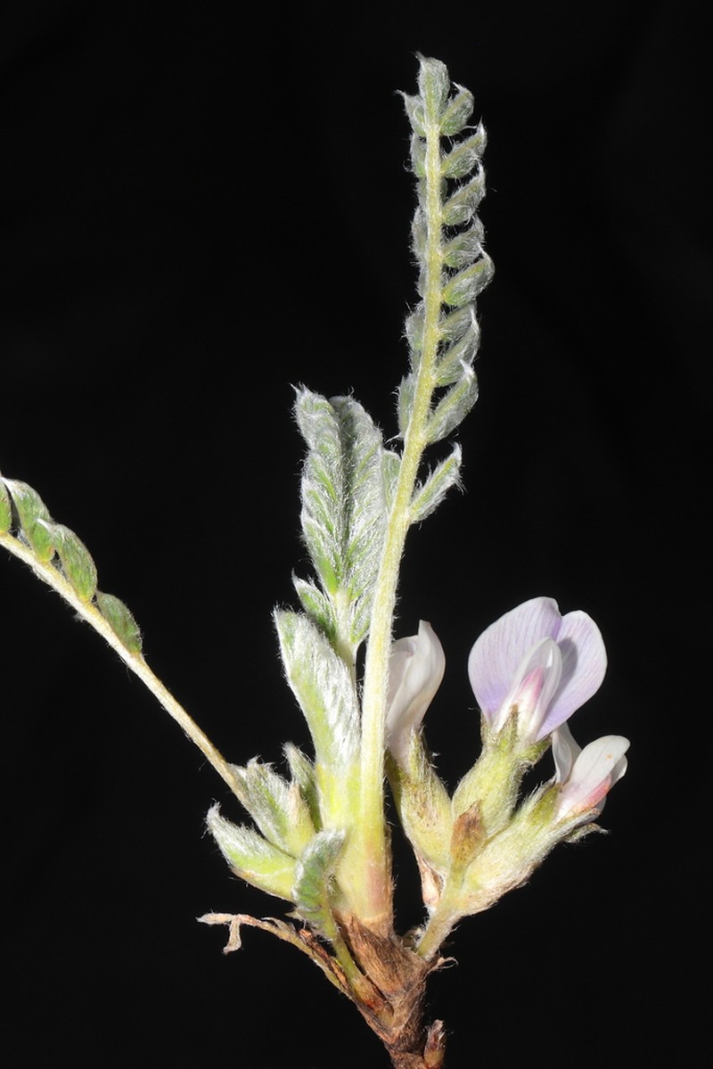 Astragalus pickeringii photo 3