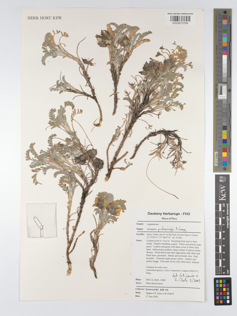 Astragalus pickeringii photo 5