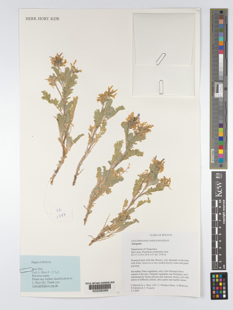Astragalus pickeringii photo 6