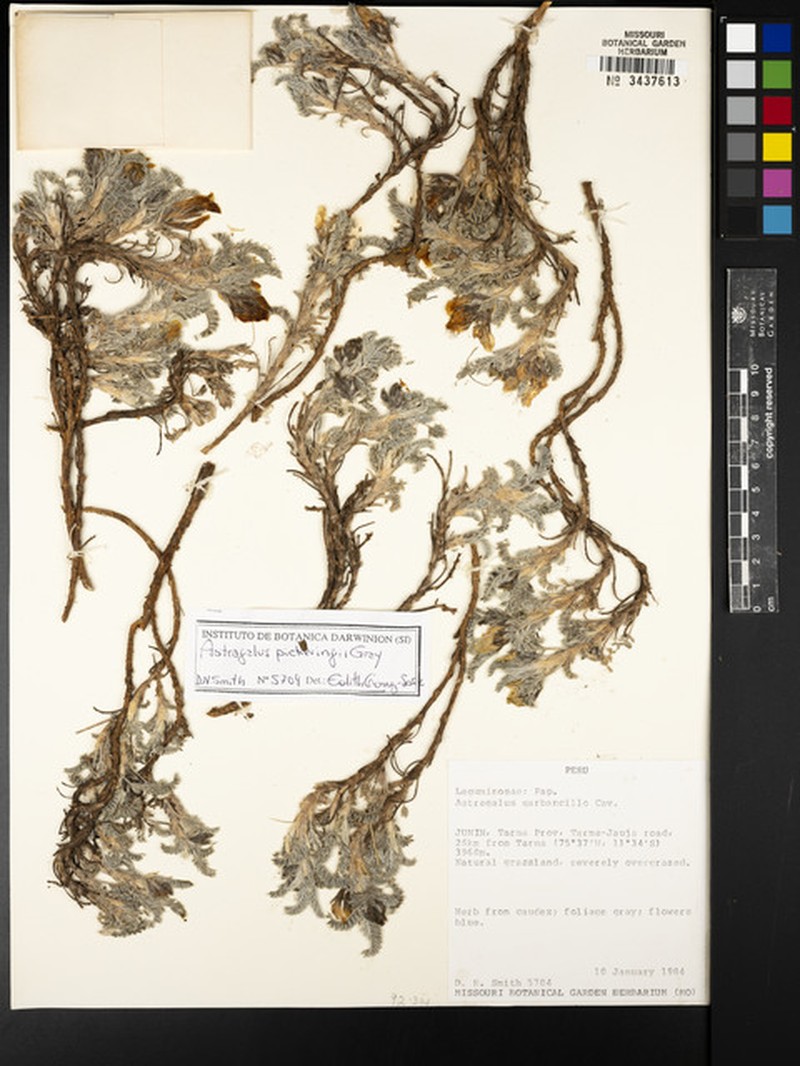 Astragalus pickeringii photo 7