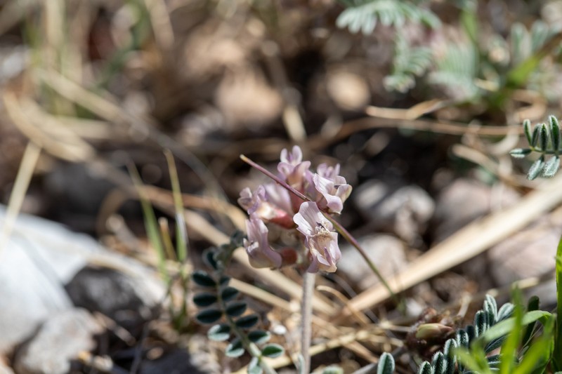 Guadalupe Milkvetch