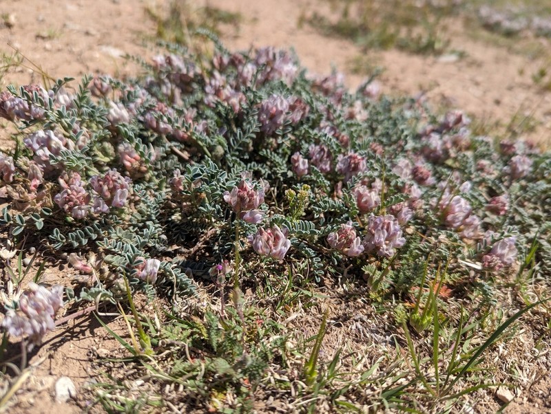 Guadalupe Milkvetch photo 2