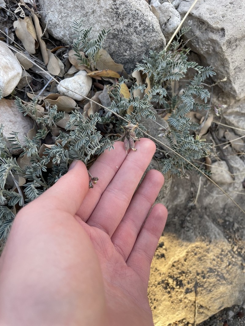 Guadalupe Milkvetch photo 3