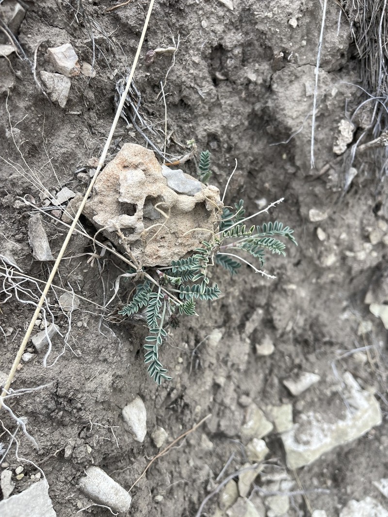 Guadalupe Milkvetch photo 4