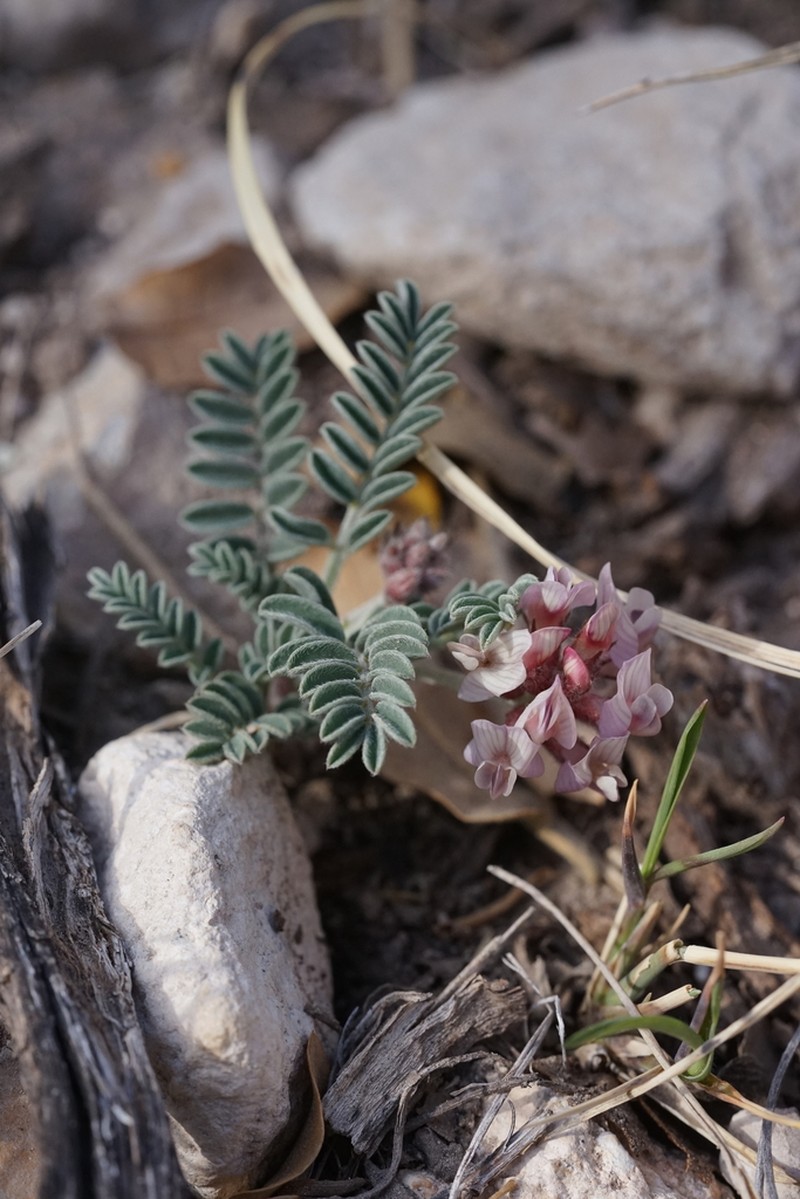 Guadalupe Milkvetch photo 5