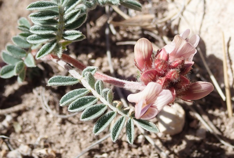 Guadalupe Milkvetch photo 6