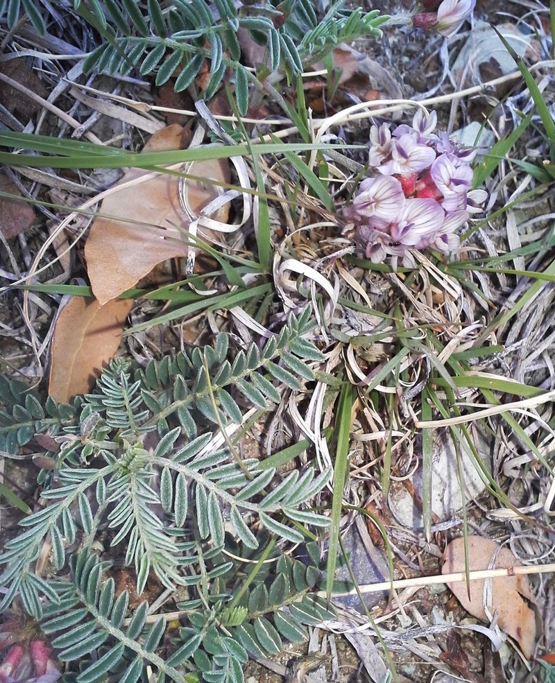 Guadalupe Milkvetch photo 7