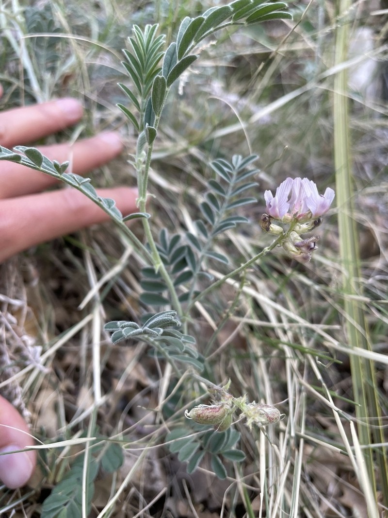 Guadalupe Milkvetch photo 8