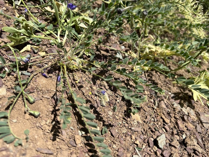 Astragalus pinetorum photo 2