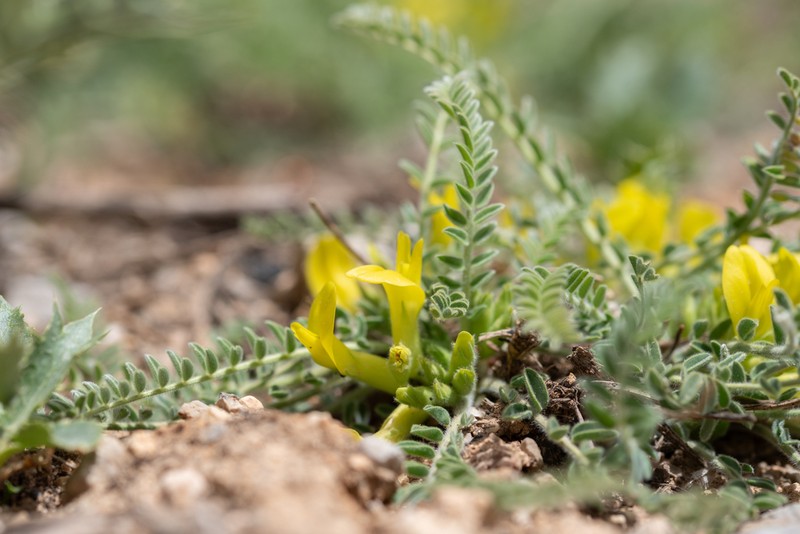 Astragalus pinetorum photo 3