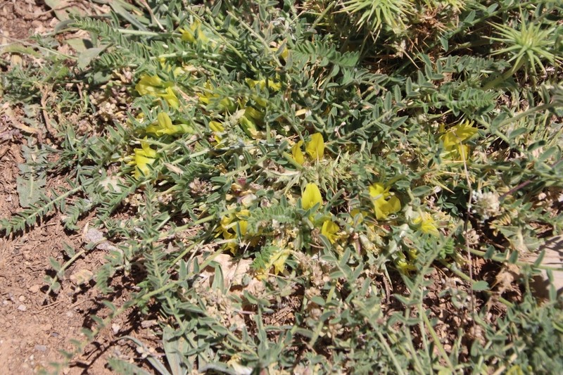 Astragalus pinetorum photo 4