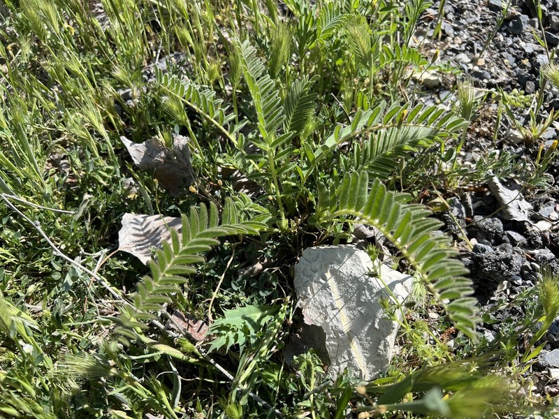 Astragalus pinetorum photo 5