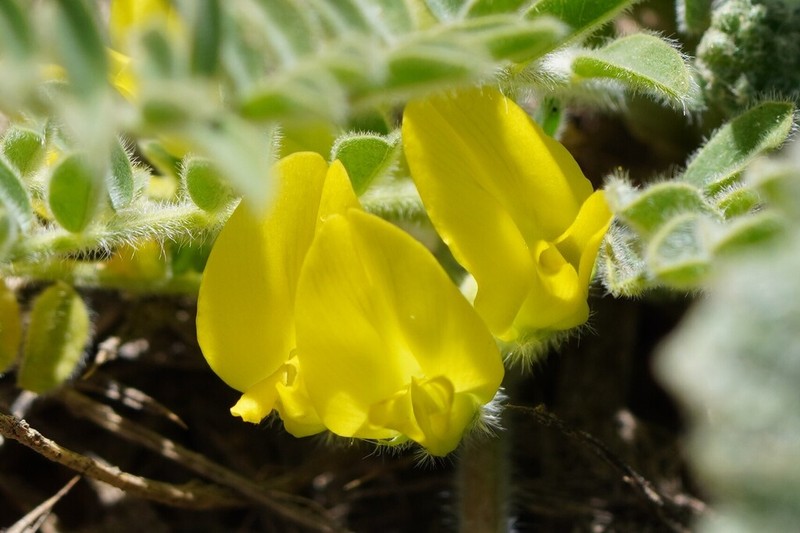 Astragalus pinetorum photo 6