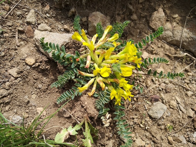 Astragalus pinetorum photo 7