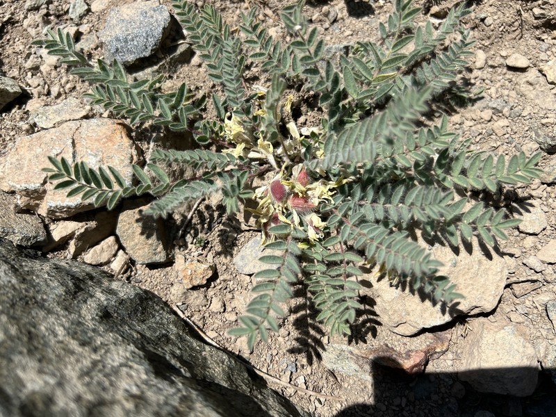 Astragalus pinetorum photo 8