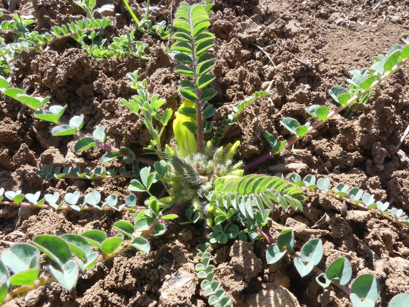 Astragalus pinetorum subsp. declinatus
