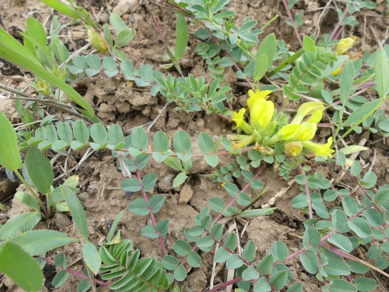 Astragalus pinetorum subsp. declinatus photo 2