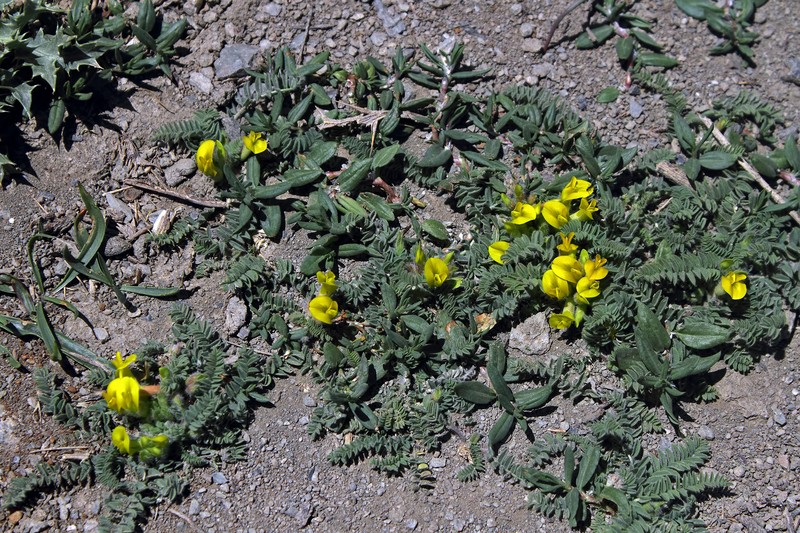 Astragalus pinetorum subsp. pinetorum