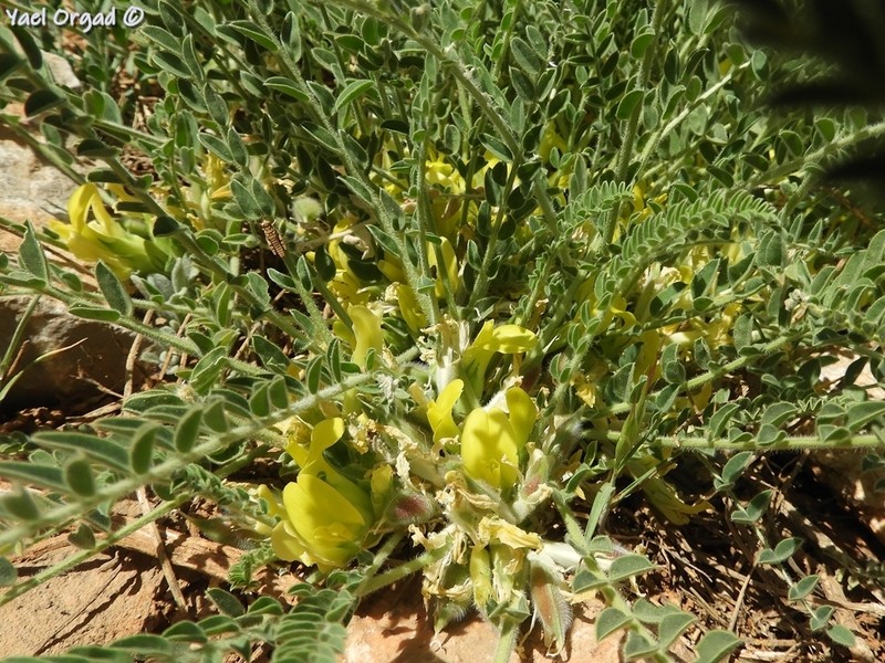 Astragalus pinetorum subsp. pinetorum photo 2