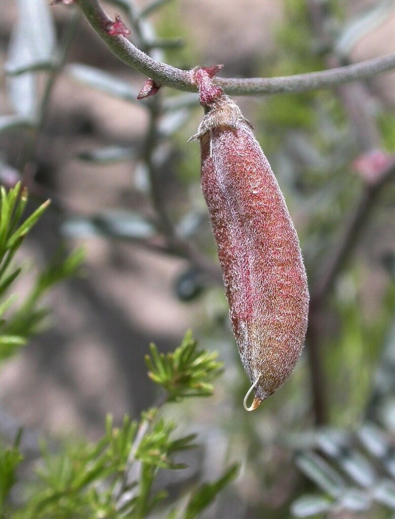 Pinyon Milkvetch photo 3