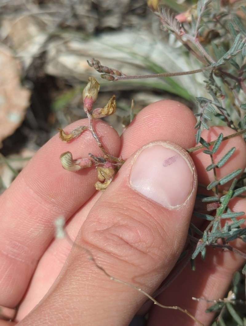 Pinyon Milkvetch photo 4