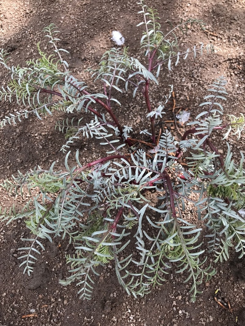 Pinyon Milkvetch photo 5