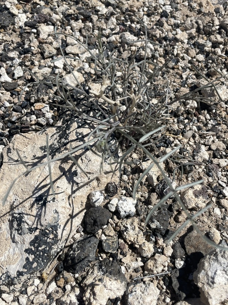 Pinyon Milkvetch photo 6