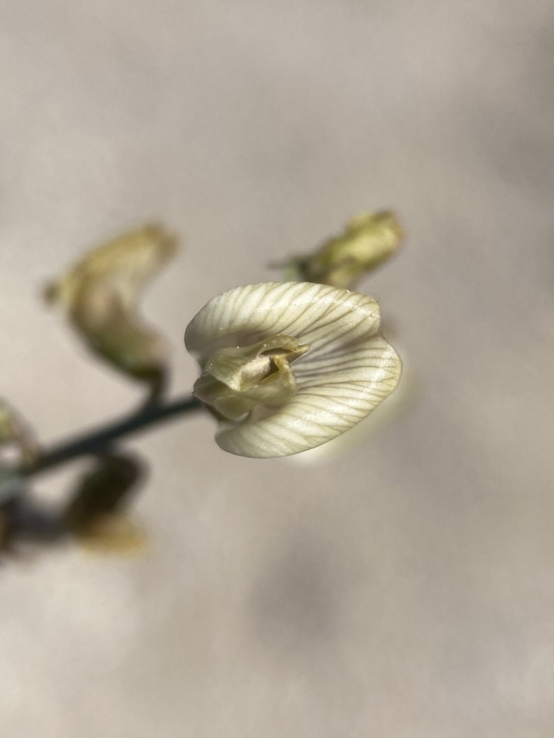 Pinyon Milkvetch photo 7