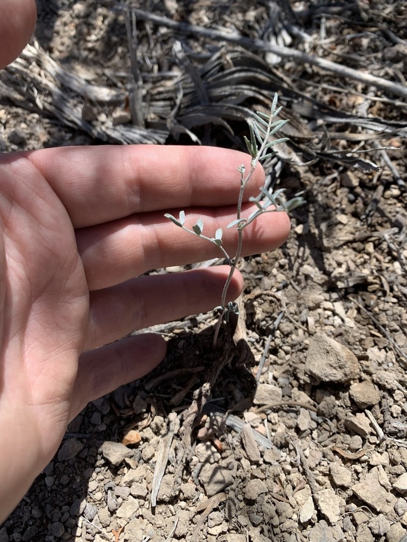 Pinyon Milkvetch photo 8