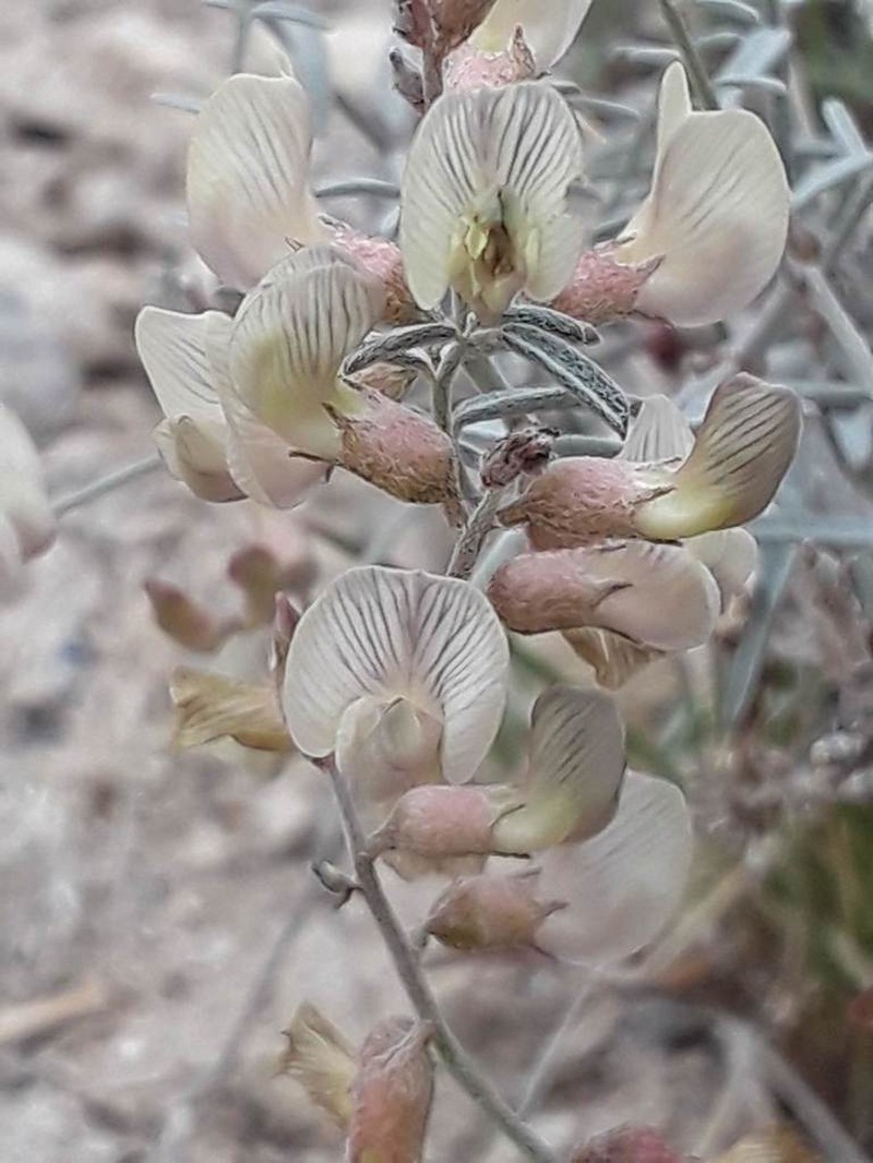 Pinyon Milkvetch photo 2