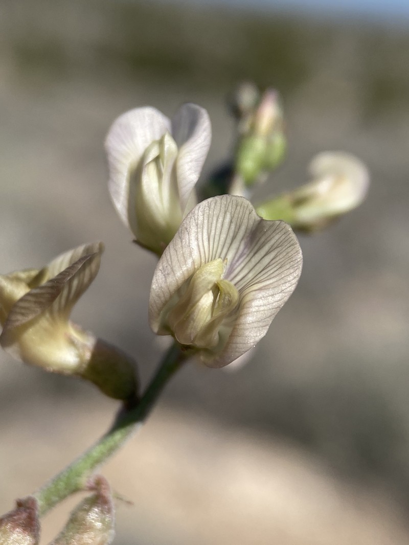 Pinyon Milkvetch photo 3