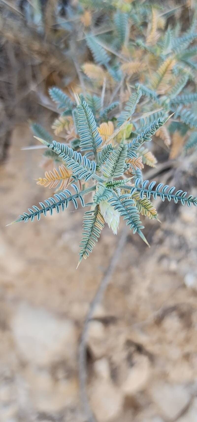 Astragalus piptocephalus