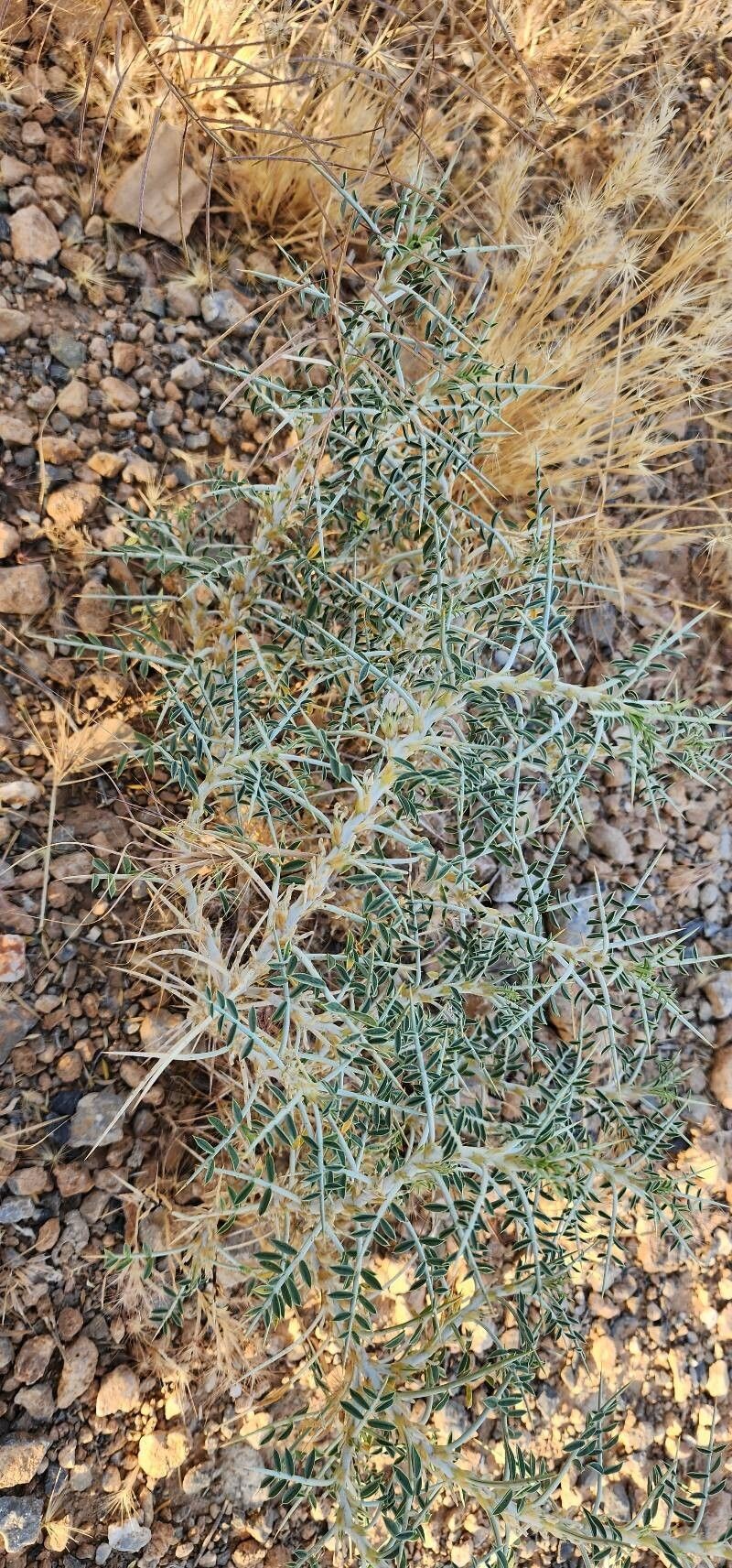 Astragalus piptocephalus photo 2