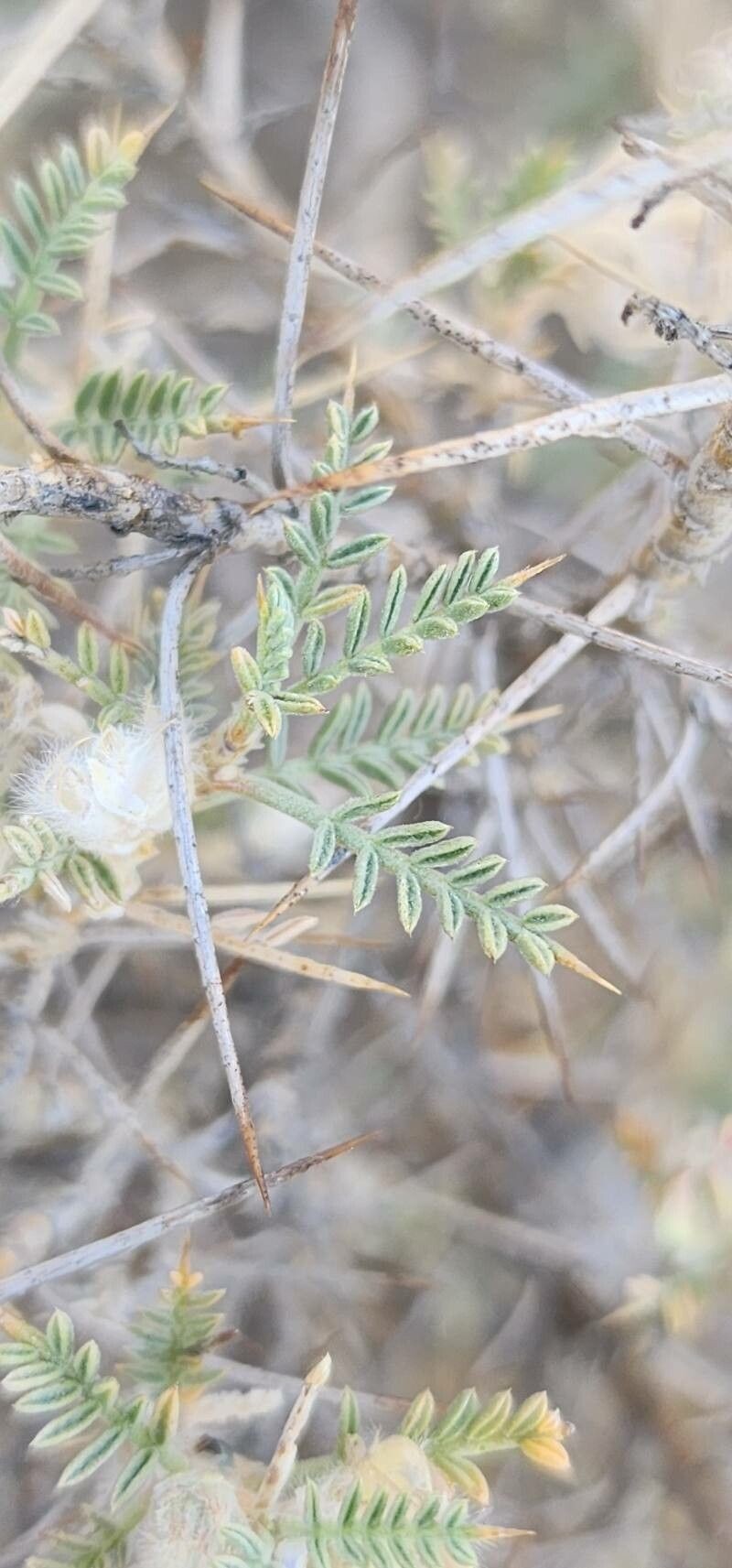 Astragalus piptocephalus photo 3
